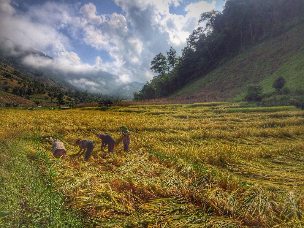 Ban Mae Pan Noi梅柴姆科威特农庄别墅 外观 照片