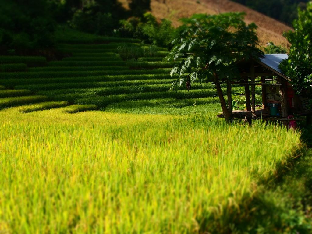 Ban Mae Pan Noi梅柴姆科威特农庄别墅 外观 照片