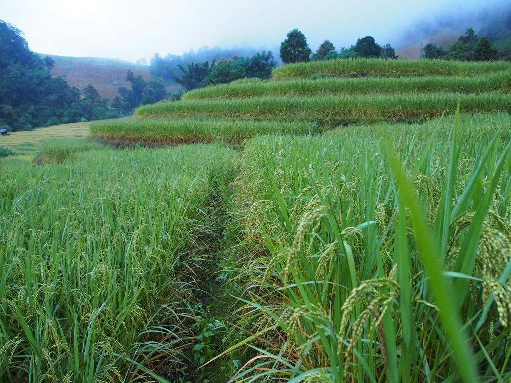 Ban Mae Pan Noi梅柴姆科威特农庄别墅 外观 照片